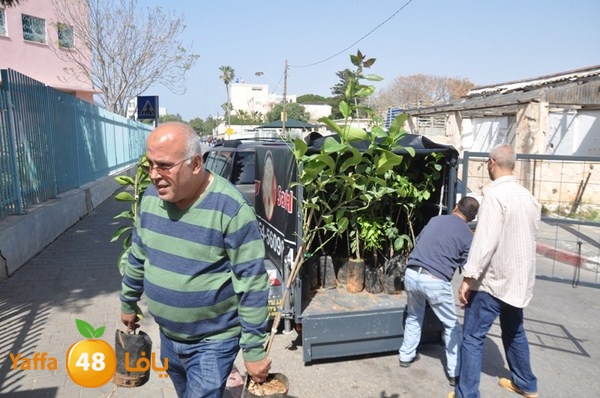 trees shamela 0321 (44).JPG